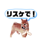☆豆柴☆ ちょっとビジネスライクな柴犬（個別スタンプ：28）