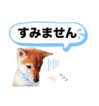 ☆豆柴☆ ちょっとビジネスライクな柴犬（個別スタンプ：29）