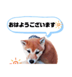 ☆豆柴☆ ちょっとビジネスライクな柴犬（個別スタンプ：30）