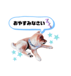 ☆豆柴☆ ちょっとビジネスライクな柴犬（個別スタンプ：31）