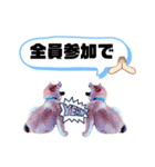 ☆豆柴☆ ちょっとビジネスライクな柴犬（個別スタンプ：32）