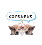 ☆豆柴☆ ちょっとビジネスライクな柴犬（個別スタンプ：34）
