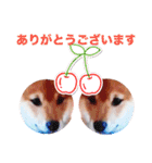 ☆豆柴☆ ちょっとビジネスライクな柴犬（個別スタンプ：35）