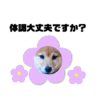 ☆豆柴☆ ちょっとビジネスライクな柴犬（個別スタンプ：36）