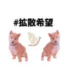 ☆豆柴☆ ちょっとビジネスライクな柴犬（個別スタンプ：40）