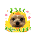 福1001（個別スタンプ：15）