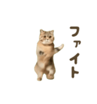 踊る♪ダンス猫（個別スタンプ：16）