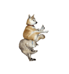 テンとココ（個別スタンプ：10）
