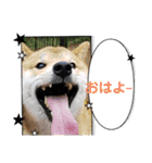 柴犬ちゃまちぃ日常使い（個別スタンプ：1）