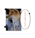柴犬ちゃまちぃ日常使い（個別スタンプ：2）