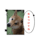 柴犬ちゃまちぃ日常使い（個別スタンプ：3）