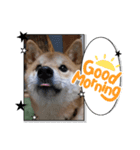 柴犬ちゃまちぃ日常使い（個別スタンプ：4）