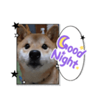 柴犬ちゃまちぃ日常使い（個別スタンプ：5）