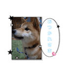 柴犬ちゃまちぃ日常使い（個別スタンプ：6）
