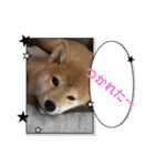 柴犬ちゃまちぃ日常使い（個別スタンプ：7）
