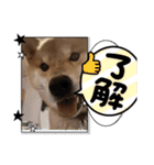 柴犬ちゃまちぃ日常使い（個別スタンプ：8）