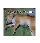柴犬ちゃまちぃ日常使い（個別スタンプ：10）