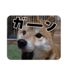 柴犬ちゃまちぃ日常使い（個別スタンプ：11）