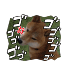柴犬ちゃまちぃ日常使い（個別スタンプ：12）