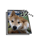 柴犬ちゃまちぃ日常使い（個別スタンプ：13）