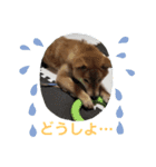 柴犬ちゃまちぃ日常使い（個別スタンプ：14）