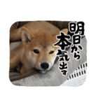 柴犬ちゃまちぃ日常使い（個別スタンプ：15）