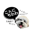 るくと時々ぽん太（個別スタンプ：36）