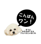 るくと時々ぽん太（個別スタンプ：37）