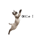 猫の変なポーズスタンプ（個別スタンプ：1）