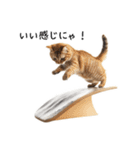 猫の変なポーズスタンプ（個別スタンプ：2）