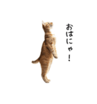 猫の変なポーズスタンプ（個別スタンプ：4）