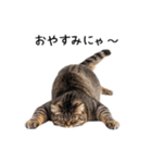 猫の変なポーズスタンプ（個別スタンプ：5）