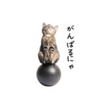 猫の変なポーズスタンプ（個別スタンプ：6）