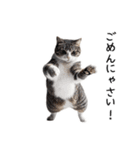 猫の変なポーズスタンプ（個別スタンプ：7）