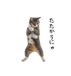 猫の変なポーズスタンプ（個別スタンプ：8）