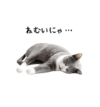 猫の変なポーズスタンプ（個別スタンプ：10）