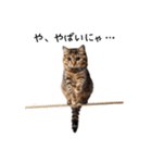 猫の変なポーズスタンプ（個別スタンプ：11）