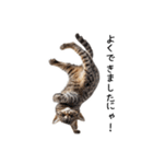猫の変なポーズスタンプ（個別スタンプ：12）