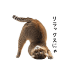 猫の変なポーズスタンプ（個別スタンプ：13）