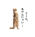猫の変なポーズスタンプ（個別スタンプ：14）