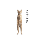 猫の変なポーズスタンプ（個別スタンプ：16）