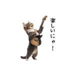 猫の変なポーズスタンプ（個別スタンプ：17）