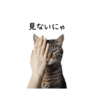 猫の変なポーズスタンプ（個別スタンプ：19）