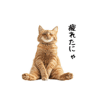 猫の変なポーズスタンプ（個別スタンプ：20）