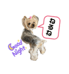 お転婆ヨーキー璃愛華＆愛望＆永愛②（個別スタンプ：3）