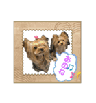 お転婆ヨーキー璃愛華＆愛望＆永愛②（個別スタンプ：4）