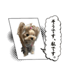 お転婆ヨーキー璃愛華＆愛望＆永愛②（個別スタンプ：8）