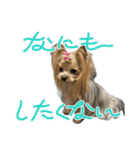お転婆ヨーキー璃愛華＆愛望＆永愛②（個別スタンプ：9）