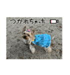 お転婆ヨーキー璃愛華＆愛望＆永愛②（個別スタンプ：12）