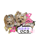 お転婆ヨーキー璃愛華＆愛望＆永愛②（個別スタンプ：14）